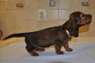 Jamnik d�ugow�osy - szczeni� 